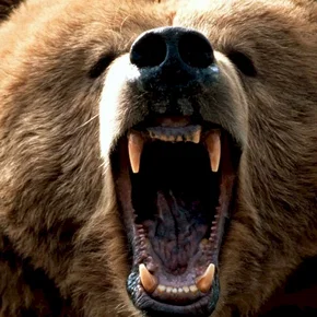 Photo du film : Grizzly le monstre de la foret