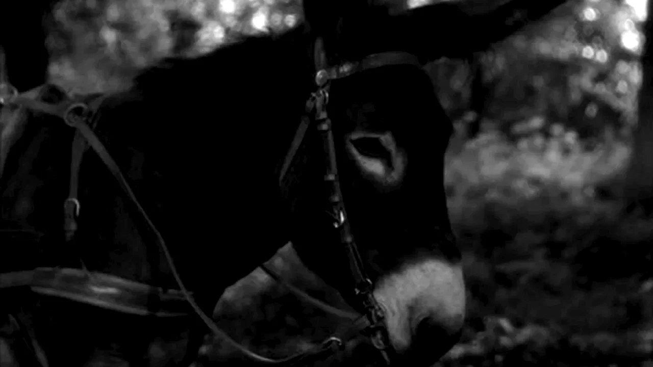 Photo 3 du film : Au hasard balthazar