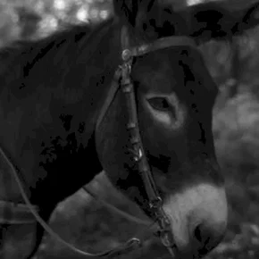 Photo du film : Au hasard balthazar