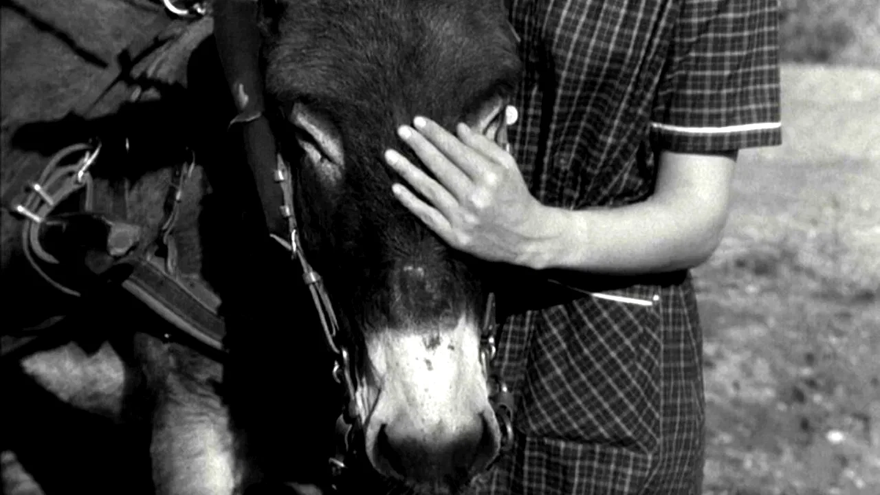 Photo 6 du film : Au hasard balthazar