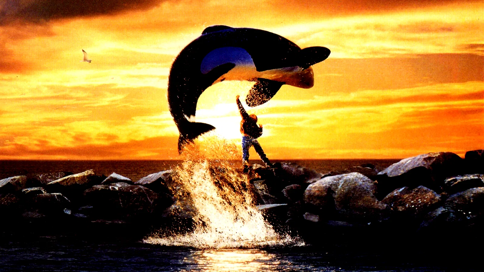 Photo 3 du film : Sauvez willy