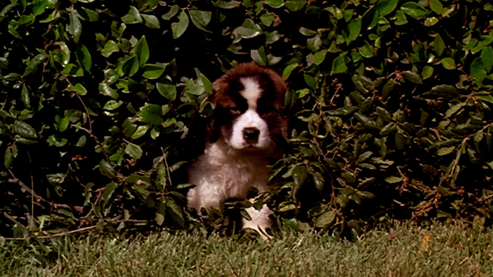 Photo 2 du film : Beethoven