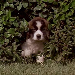 Photo du film : Beethoven