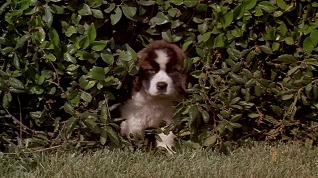 Photo du film : Beethoven