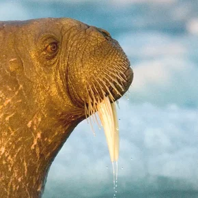 Photo du film : Arctic Tale