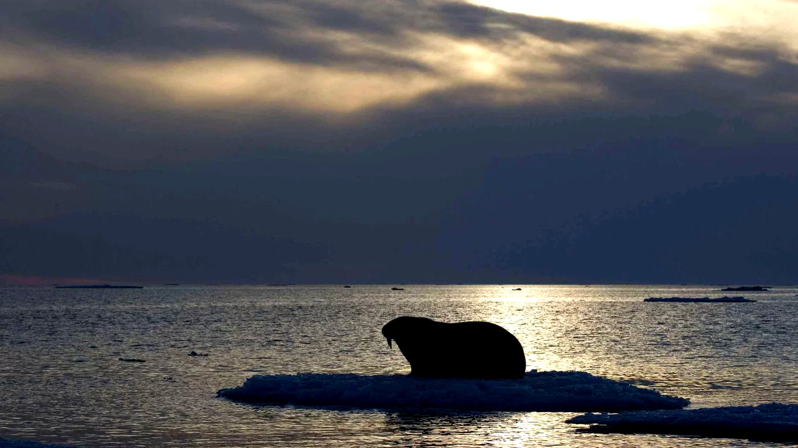 Photo 5 du film : Arctic Tale