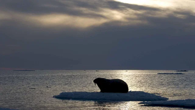 Photo 5 du film : Arctic Tale