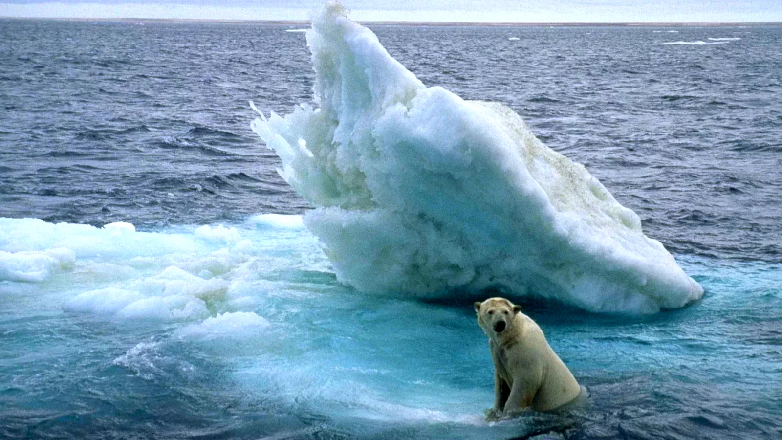 Photo 6 du film : Arctic Tale