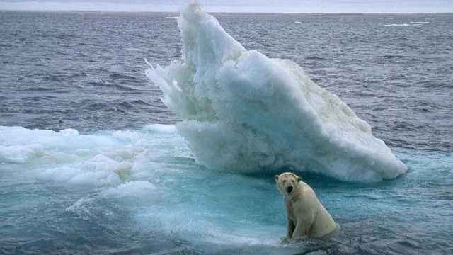 Photo 6 du film : Arctic Tale