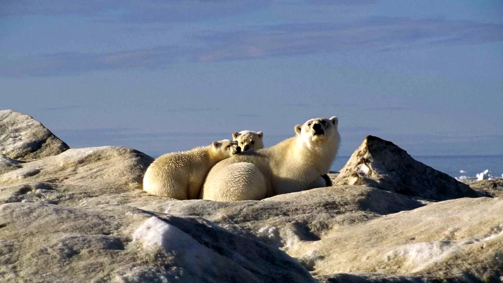 Photo 7 du film : Arctic Tale
