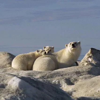 Miniature photo du film : Arctic Tale