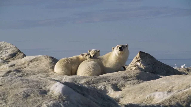 Photo 7 du film : Arctic Tale