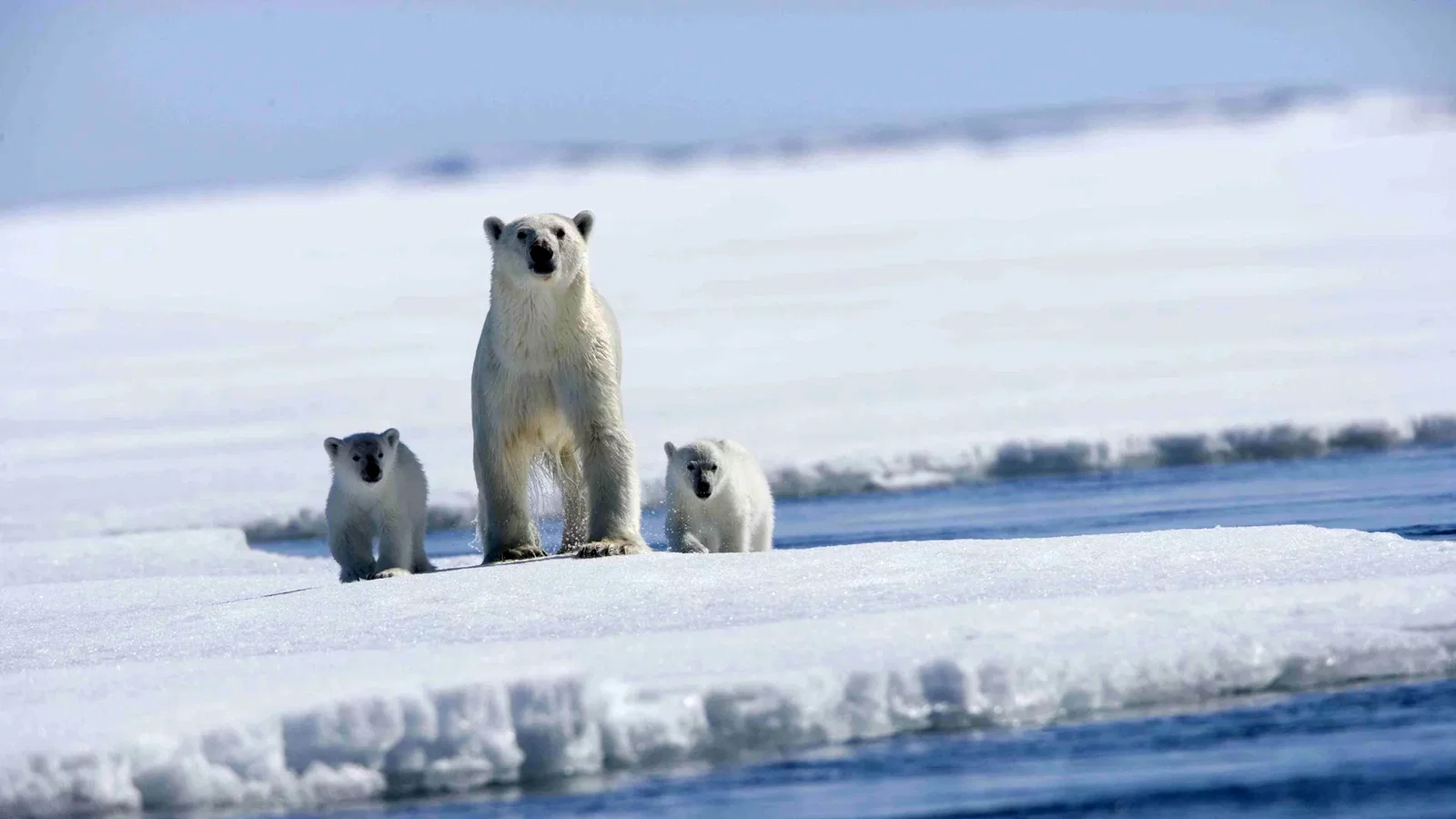 Photo 9 du film : Arctic Tale