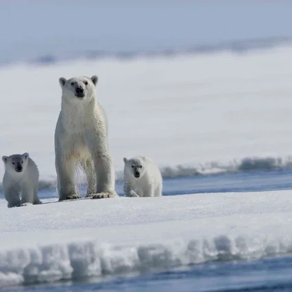 Miniature photo du film : Arctic Tale