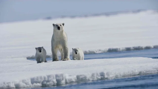 Photo 9 du film : Arctic Tale