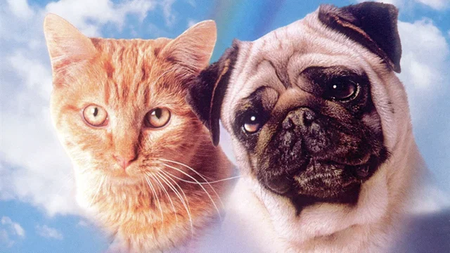 Photo 2 du film : Les aventures de chatran