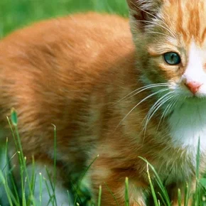 Photo du film : Les aventures de chatran