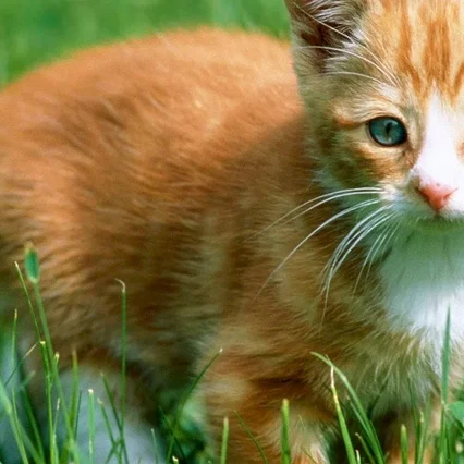 Miniature photo du film : Les aventures de chatran