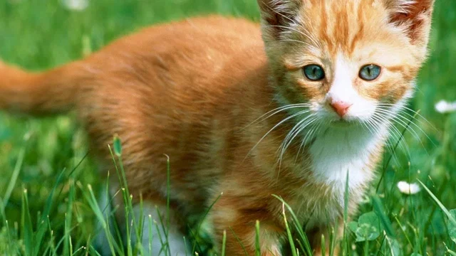 Photo 3 du film : Les aventures de chatran