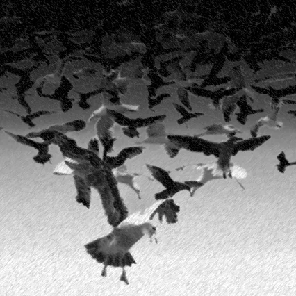 Miniature photo du film : Les oiseaux