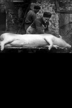 Affiche du film Le cochon