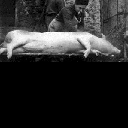 Miniature photo du film : Le cochon
