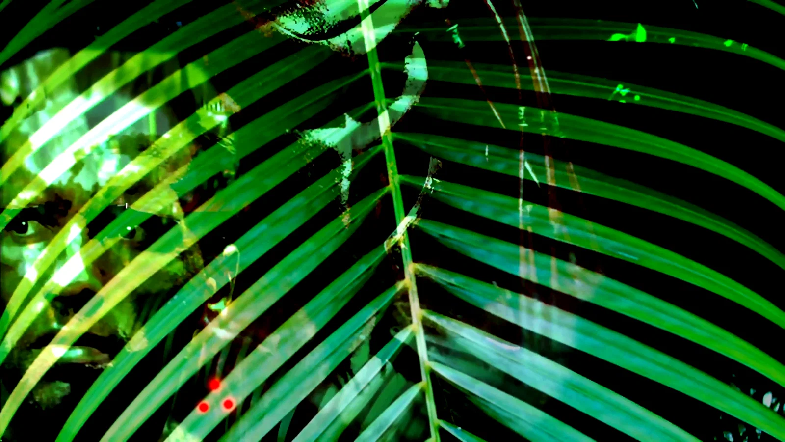 Photo 21 du film : Predator