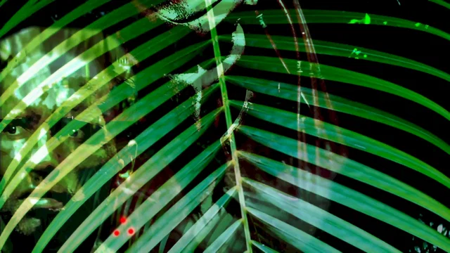 Affiche du film : Predator