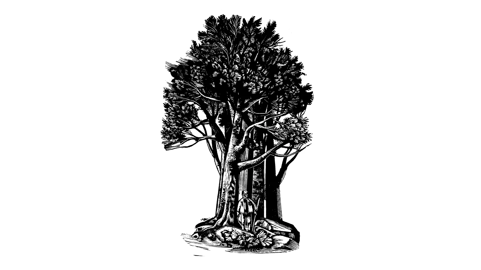 Photo 2 du film : L'homme qui plantait des arbres
