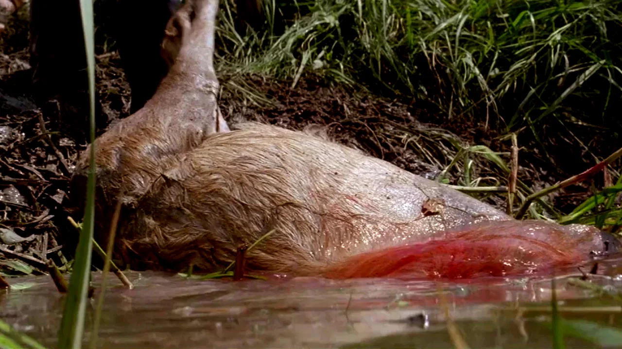 Photo 10 du film : Danse avec les loups