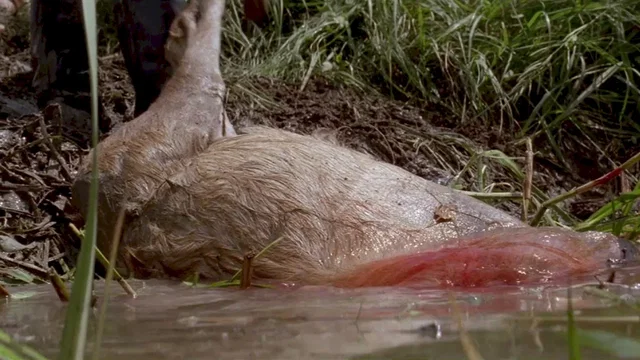 Photo du film : Danse avec les loups