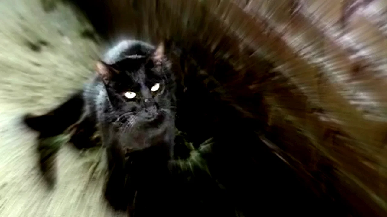 Photo 2 du film : Le chat noir