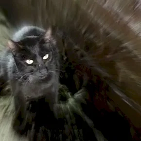 Photo du film : Le chat noir