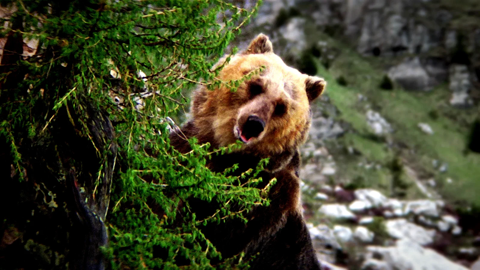 Photo 2 du film : L'Ours