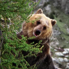 Photo du film : L'Ours