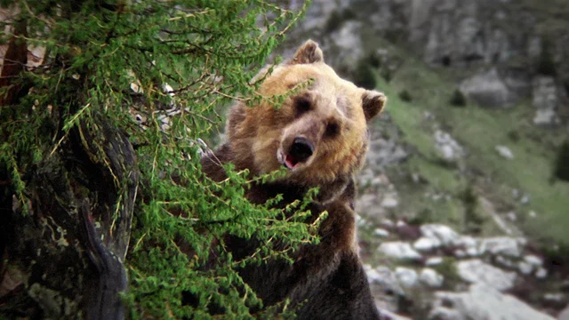 Photo 2 du film : L'Ours