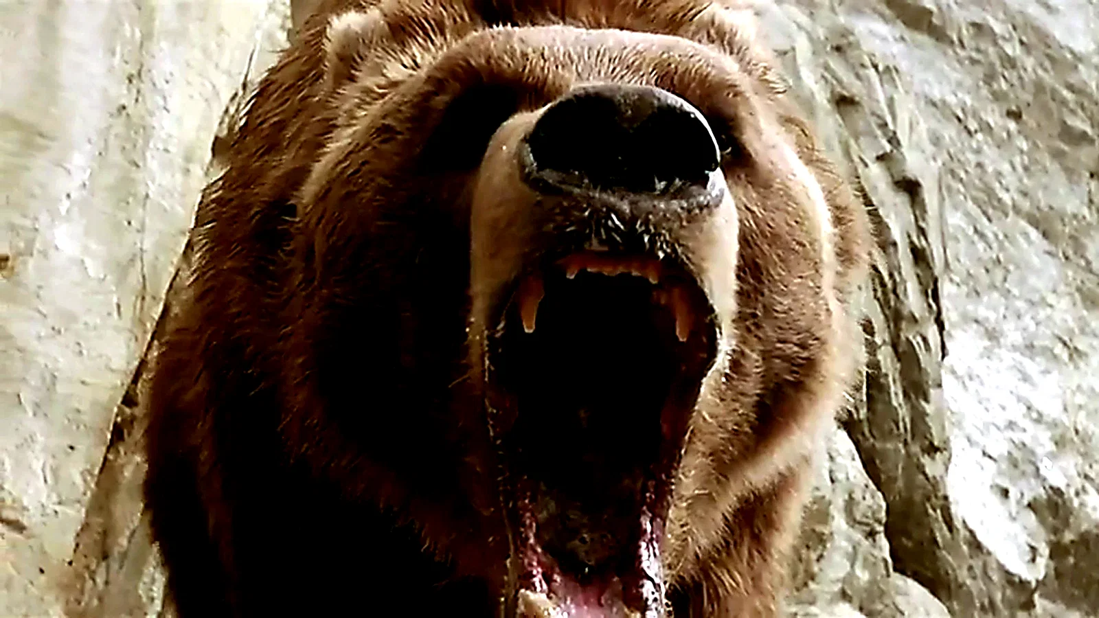Photo 3 du film : L'Ours