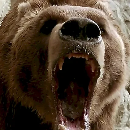 Miniature photo du film : L'Ours