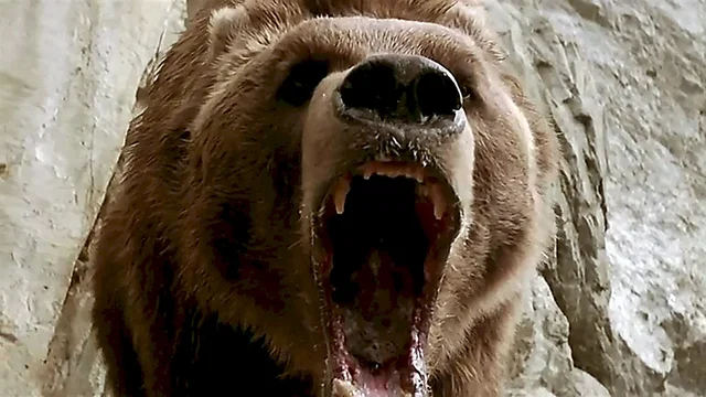 Photo 3 du film : L'Ours