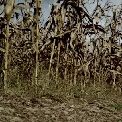 Miniature photo du film : The Fields 