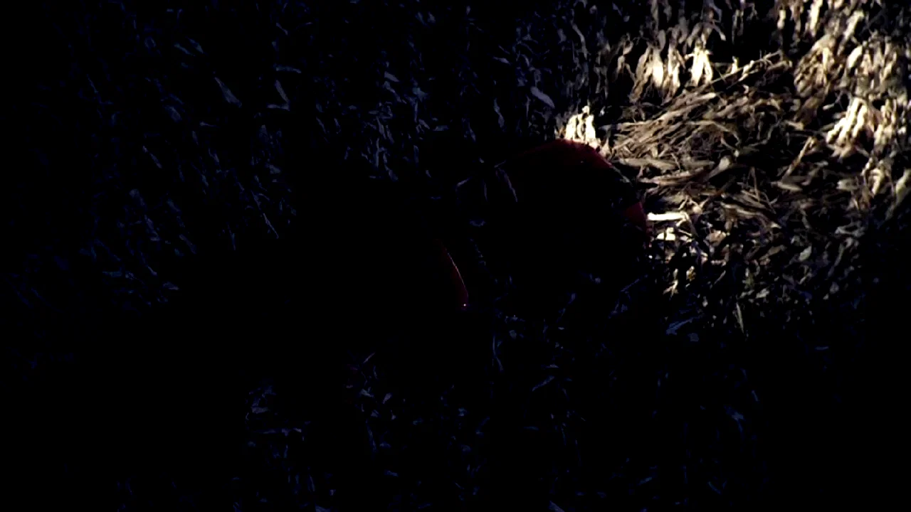 Photo 5 du film : The Fields 