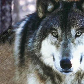 Photo du film : Les loups