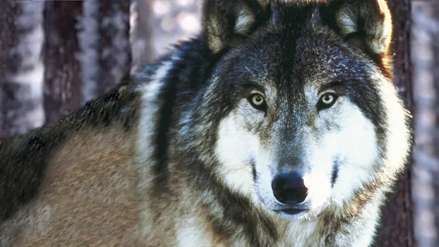 Photo 2 du film : Les loups