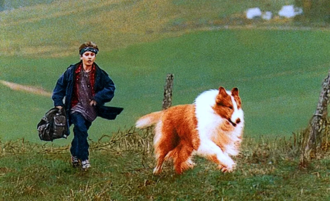 Photo 2 du film : Lassie