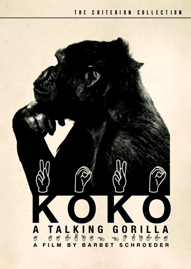 Affiche du film : Koko le gorille qui parle