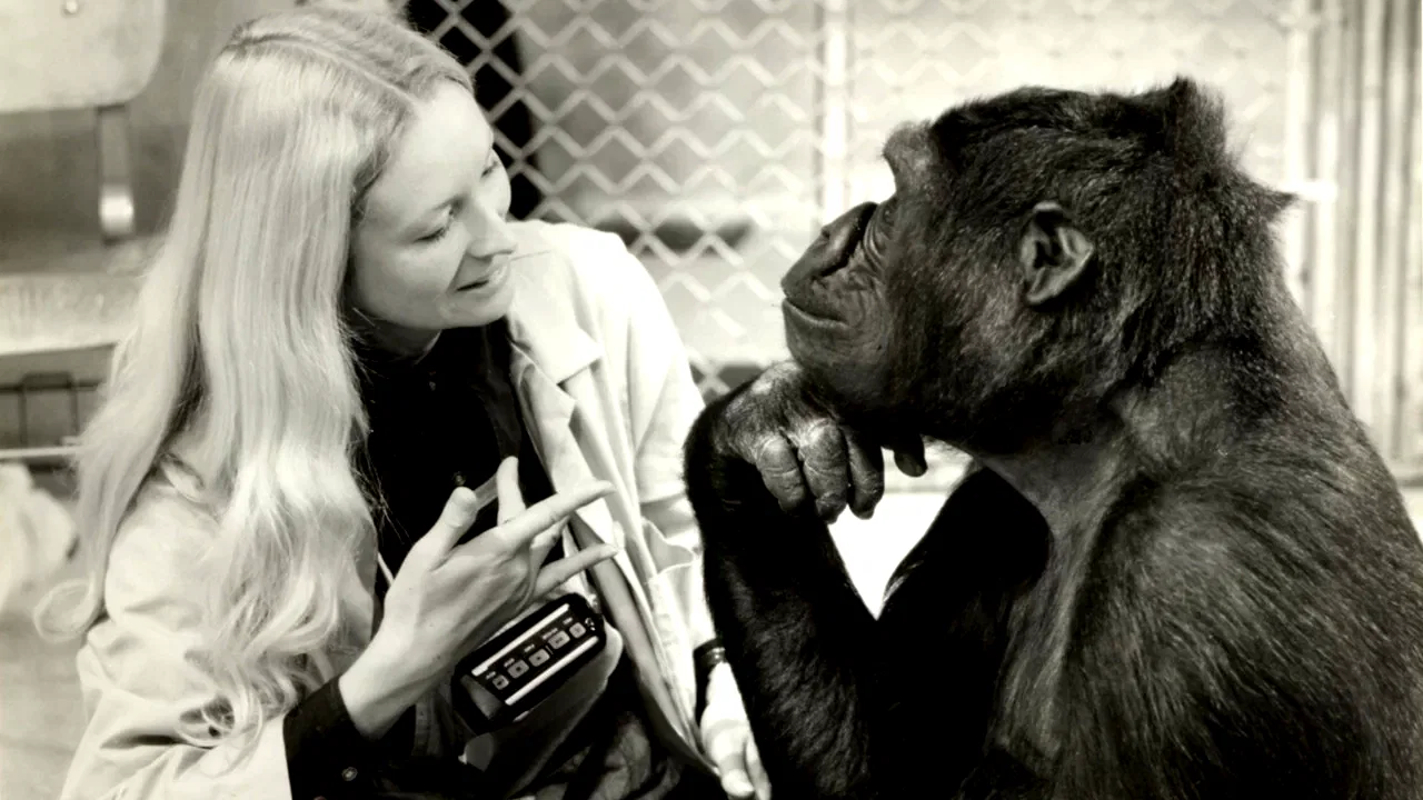 Photo 2 du film : Koko le gorille qui parle