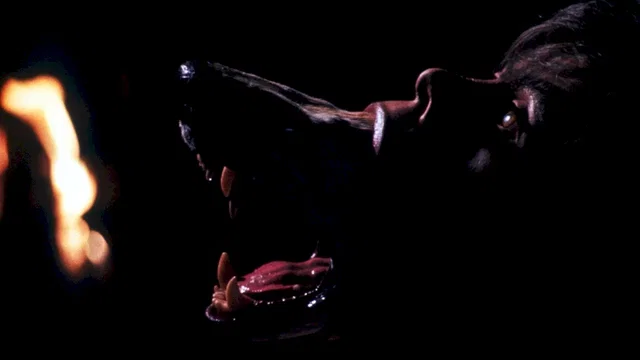 Photo 5 du film : La compagnie des loups