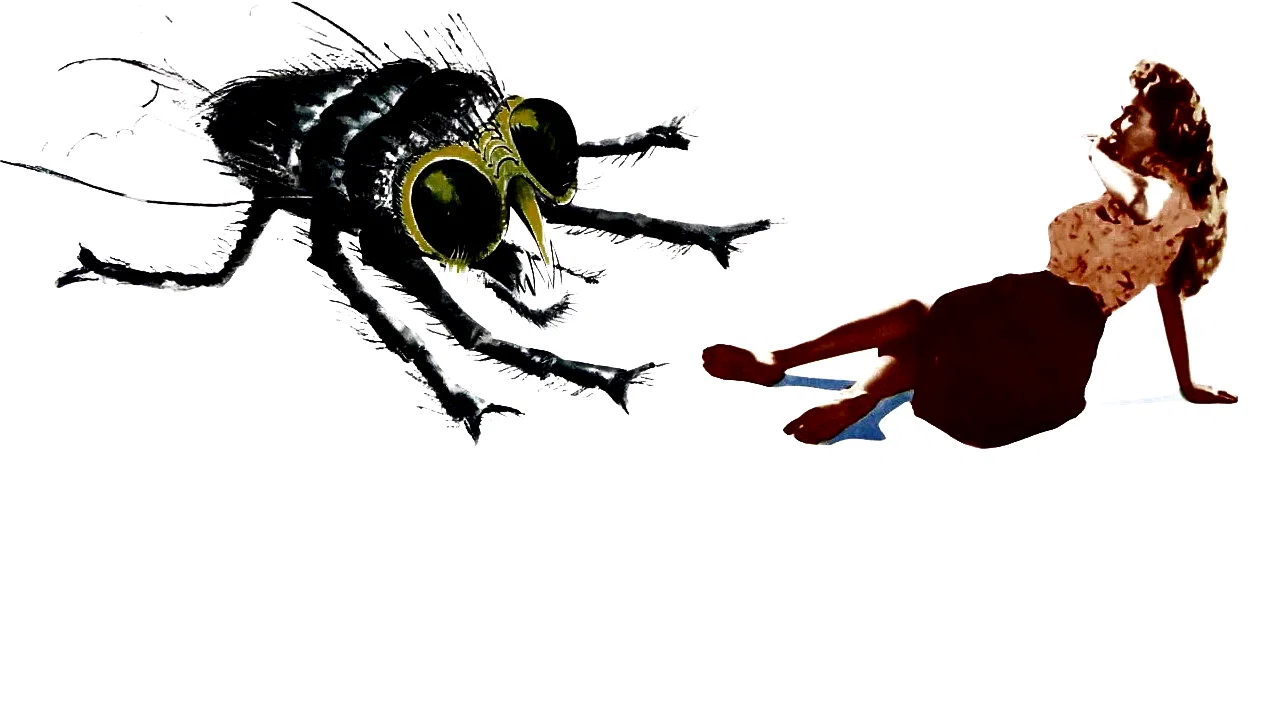 Photo 2 du film : La mouche noire