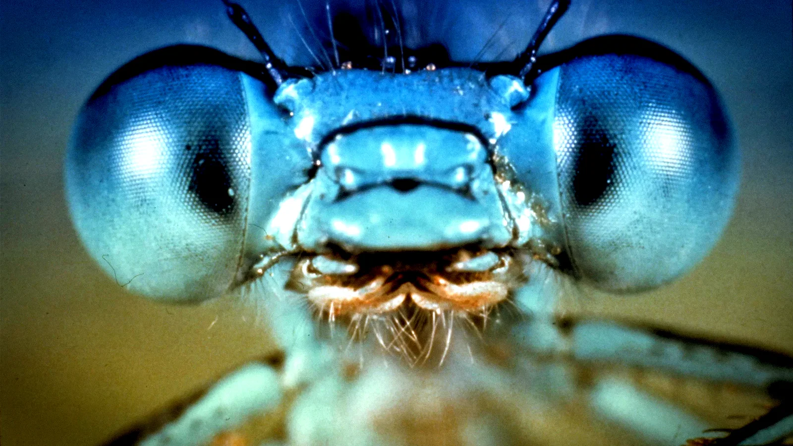Photo 3 du film : La mouche noire