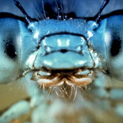 Miniature photo du film : La mouche noire